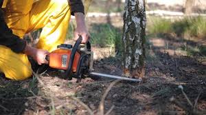 Best Tree Mulching  in Marion, IL